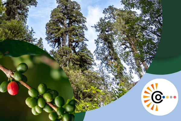 Co-Creating the Future of Sustainable Agriculture and Forestry: COMUNIDAD Workshops in Chile and Colombia