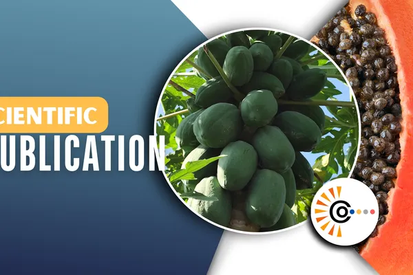 A New Coffee Drying Approach Reduces Energy Use and Enhances Climate Resilience